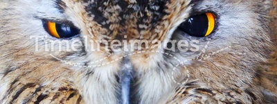 Close-up owl head