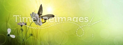 Background of grass. Butterfly on a Flower