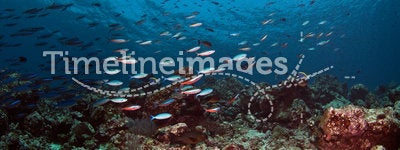 Maldives coral reef fishes