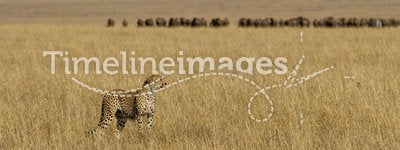 Cheetah on African plains