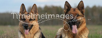 Two Sheep-dogs