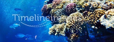 Group of coral fish in blue water.