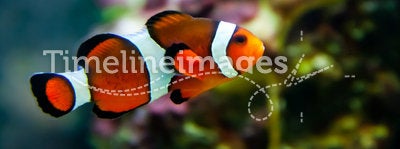 Vibrant Clownfish on reef