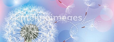 Flower dandelion on light blue - pink background