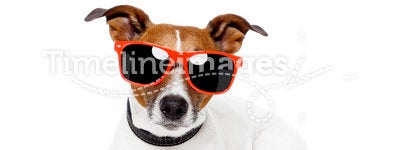 Dog with red shades on