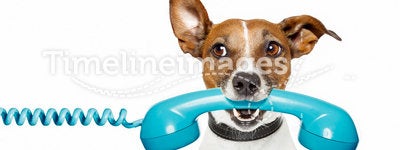 Dog on the phone and looking th the side