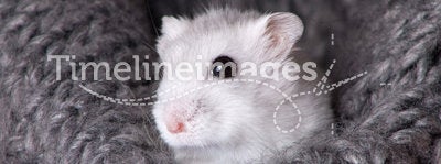 White hamster sitting in a gray knitted scarf