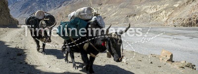 Caravan in Himalaya mountains