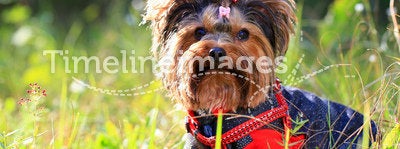 Yorkshire terrier outdoors