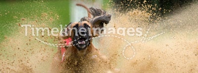 Afghan hound brakes in a sandpit
