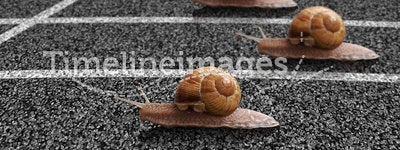 Snails race on sports track