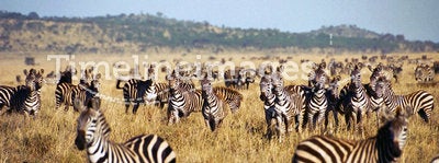 Zebra herd during Serengeti migration