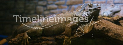 Resting iguana