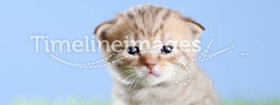 Little tabby kitten Scottish on green grass