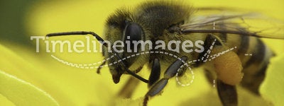 Caucasian Bee collecting pollen.