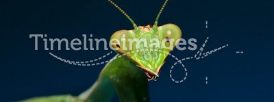 Green praying mantis with blue background