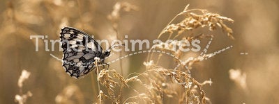 Butterfly in golden grass