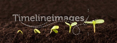 Growing Plant Sequence in Dirt