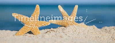 Two sea star starfish on beach