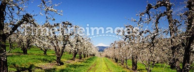 Orchard trees and mount adamson