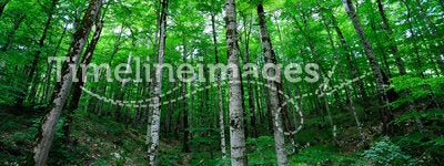 Bright green forest