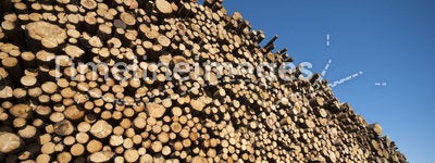 Spruce timber logs