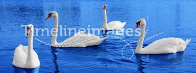 Four white swans floats in blue water
