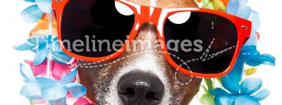 Funny dog hawaiian lei and sunglasses