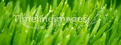 Green wheat covered with morning dew