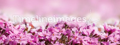 Background with pink blossoming flowers