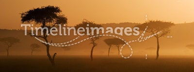 Sunset in Massai Mara