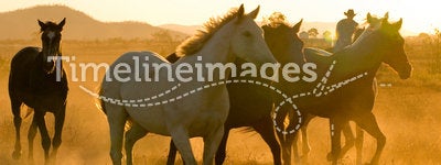 Horses at Dusk
