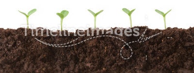 Seedlings in Dirt Profile