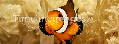 Clownfish and Anemone