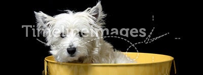 Westie in a bucket