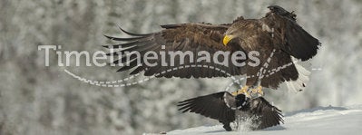 Male White-tailed Eagle landing