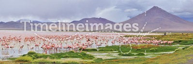 Panorama flamingos