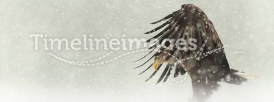 Female White-tailed Eagle in heavy snow