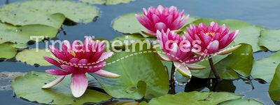Pink tropical waterlily