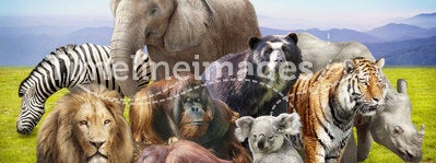 Group of animals