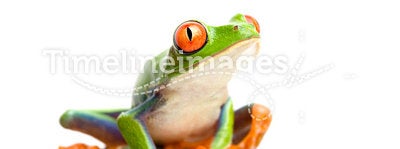 Red-eyed tree frog on bamboo