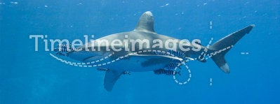 Oceanic white-tip shark in the sea