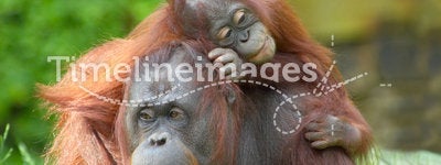 Mother orangutan with her baby