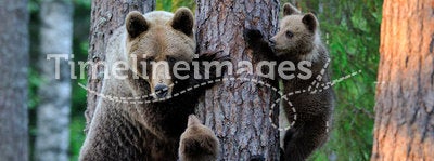 Bear with cubs