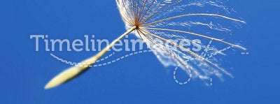 A Dandelion Seed in the Wind