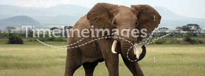 African Elephant Amboseli