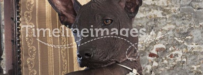 Portrait of Mexican xoloitzcuintle puppy
