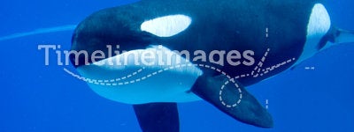 Underwater Killer Whale