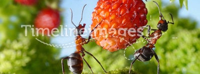 Team of ants and strawberry, agriculture teamwork