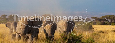 Elephants in front of Kilimanjaro